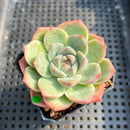 Echeveria 'Cream Cloud' 2” Succulent Plant