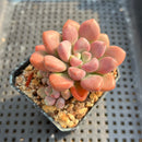 Graptopetalum 'Polari Heart' 2” Succulent Plant