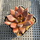 Echeveria 'Black Bird' 2” Succulent Plant