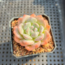 Echeveria 'BK Jelly' 2" Succulent Plant