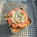 Echeveria 'BK Jelly' 2" Succulent Plant