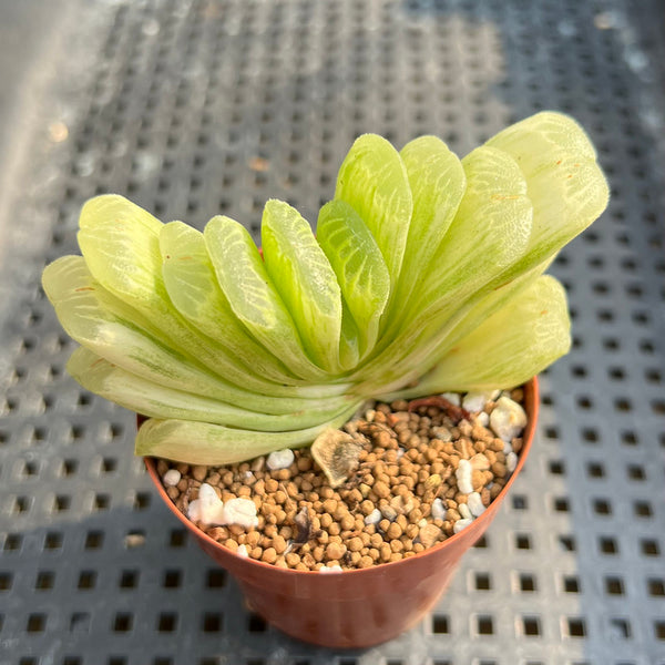 Haworthia Truncata Variegated 2” Succulent Plant