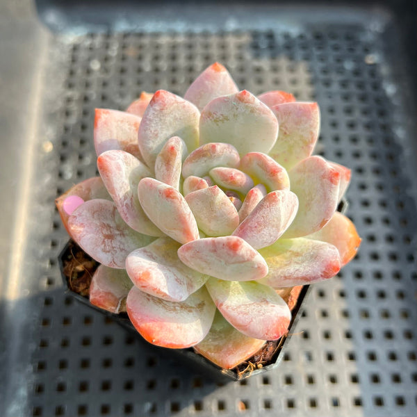 Echeveria 'Orange Monroe' 2"-3" Succulent Plant