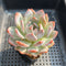 Echeveria 'Orange Monroe' 2"-3" Succulent Plant