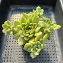 Echeveria Agavoides 'Ice Age' Variegated 4" Large Cluster Succulent Plant