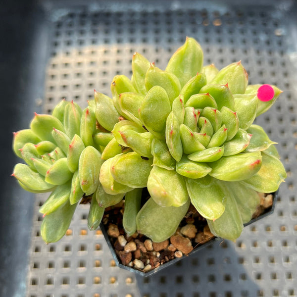 Echeveria Agavoides 'Ice Age' Variegated 4" Large Cluster Succulent Plant