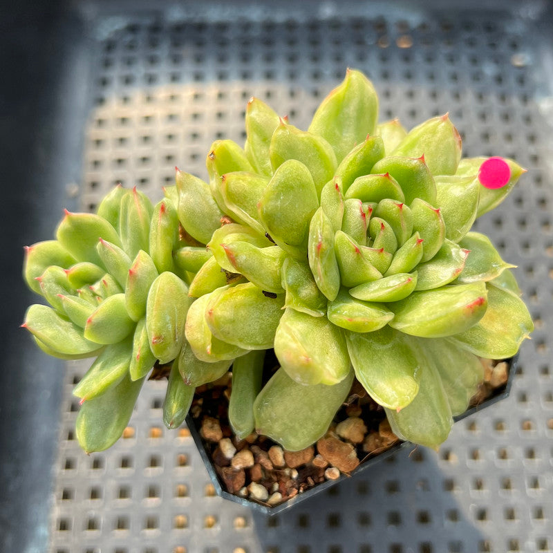 Echeveria Agavoides 'Ice Age' Variegated 4" Large Cluster Succulent Plant