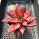 Echeveria Agavoides 'Romeo' 3"-4” Succulent Plant