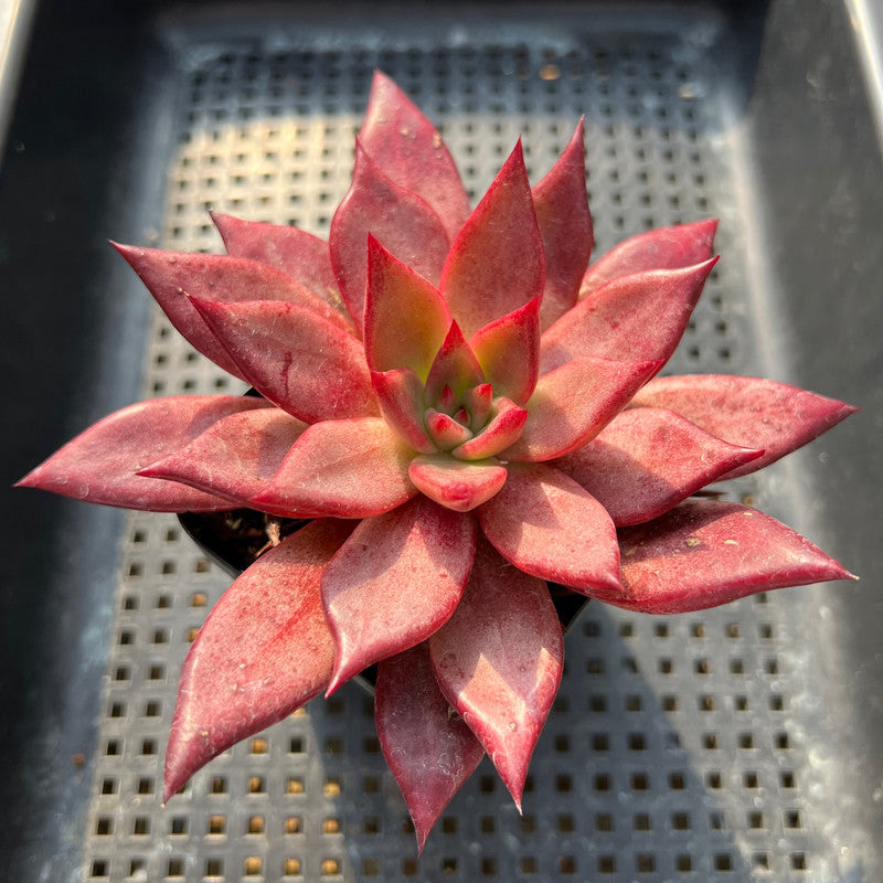 Echeveria Agavoides 'Romeo' 3"-4” Succulent Plant