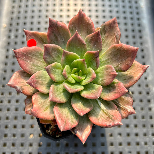 Echeveria 'Silver Prince' Variegated 2"-3" Succulent Plant