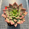 Echeveria 'Silver Prince' Variegated 2"-3" Succulent Plant