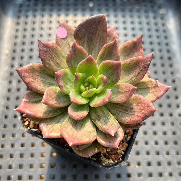 Echeveria 'Silver Prince' Variegated 2"-3" Succulent Plant