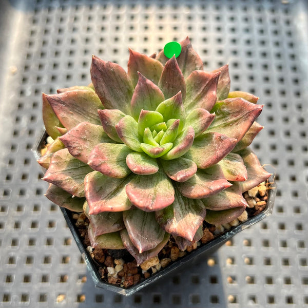 Echeveria 'Silver Prince' Variegated 2"-3" Succulent Plant