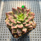 Echeveria 'Silver Prince' Variegated 2"-3" Succulent Plant