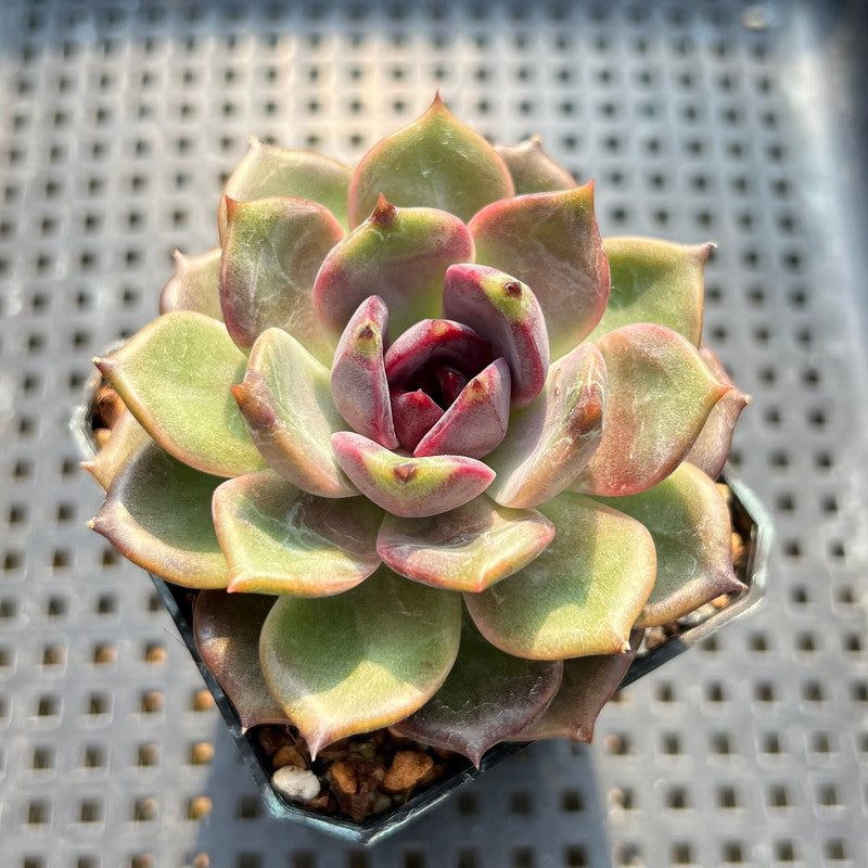 Echeveria 'Dark Chocolate' 3" Succulent Plant