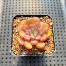 Echeveria sp. Hybrid 1" Flower Village Hybrid Succulent Plant