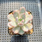 Echeveria 'Miss Jin' Type A 2" Succulent Plant