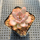 Echeveria 'Miss Jin' Type B 2" Succulent Plant