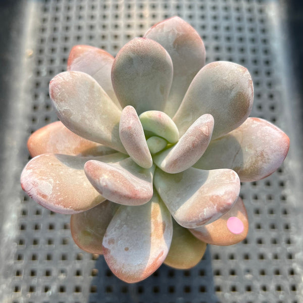 Graptoveria 'Lalla' 3" Succulent Plant