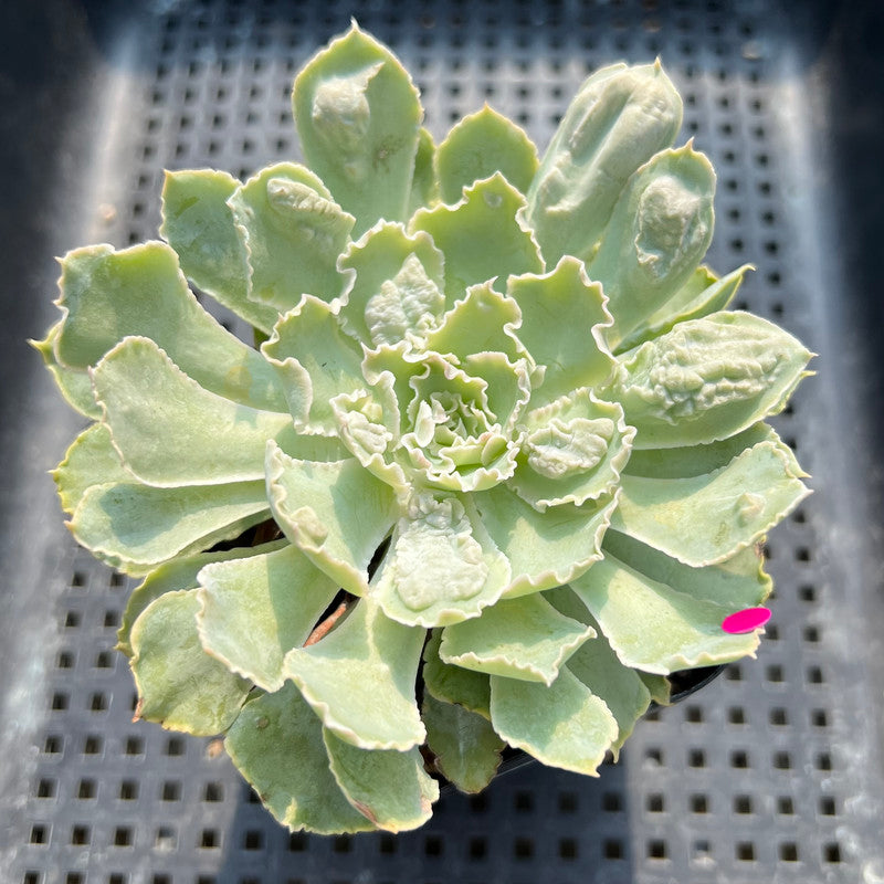 Echeveria 'Shaviana' Carunculated 3"-4" Succulent Plant