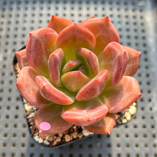 Echeveria 'Pink Champaign' 2” Succulent Plant