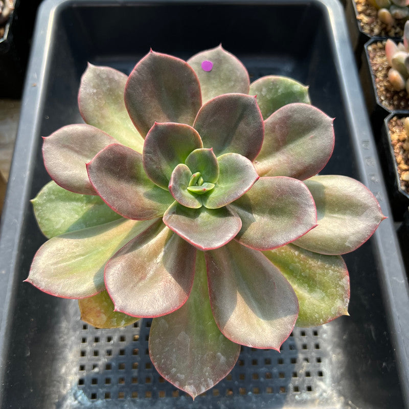 Echeveria 'Blue Metal' Non-Variegated 4"-5" Large Succulent Plant