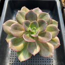 Echeveria 'Blue Metal' Non-Variegated 4"-5" Large Succulent Plant