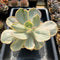 Echeveria sp. Variegated *Not a true Zusung Ice Age* 6" Succulent Plant