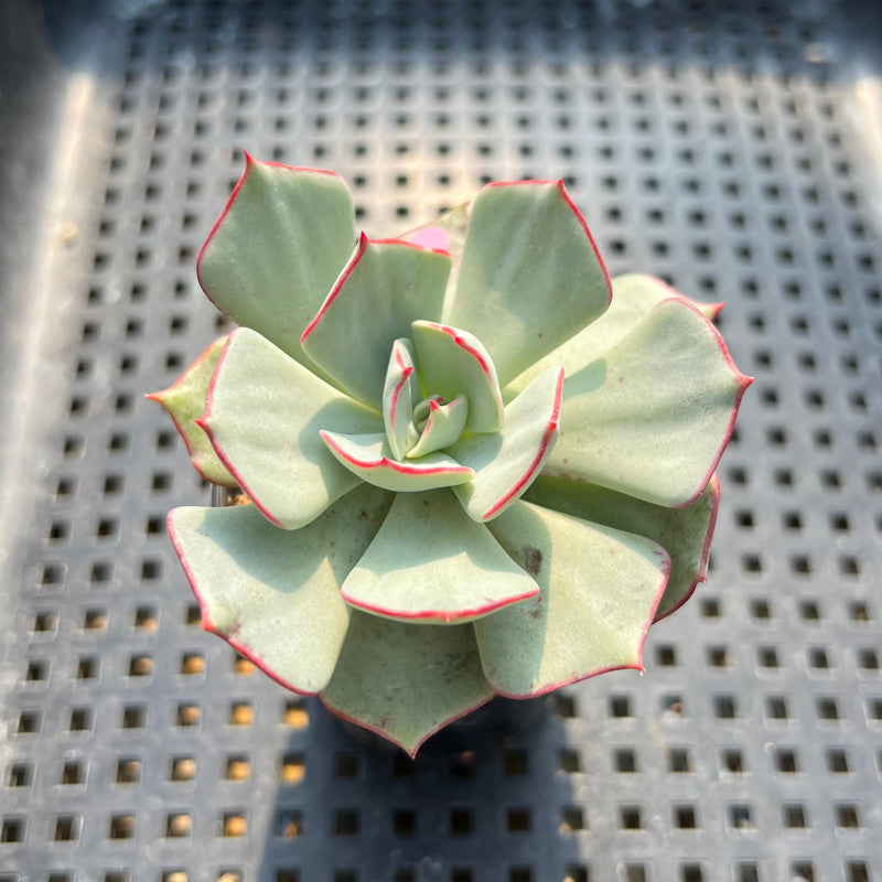 Echeveria Strictiflora 2" Succulent Plant