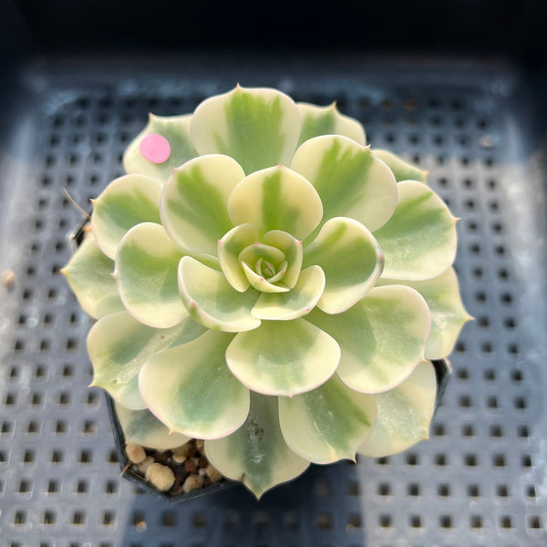 Echeveria 'Compton Carousel' Variegated 2" Succulent Plant