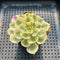 Echeveria 'Compton Carousel' Variegated 2" Succulent Plant