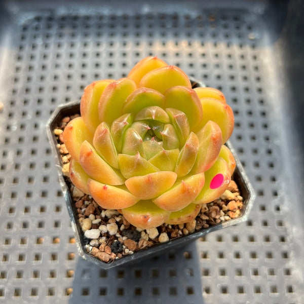 Echeveria sp. 2” Succulent Plant