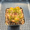 Echeveria sp. 2” Succulent Plant