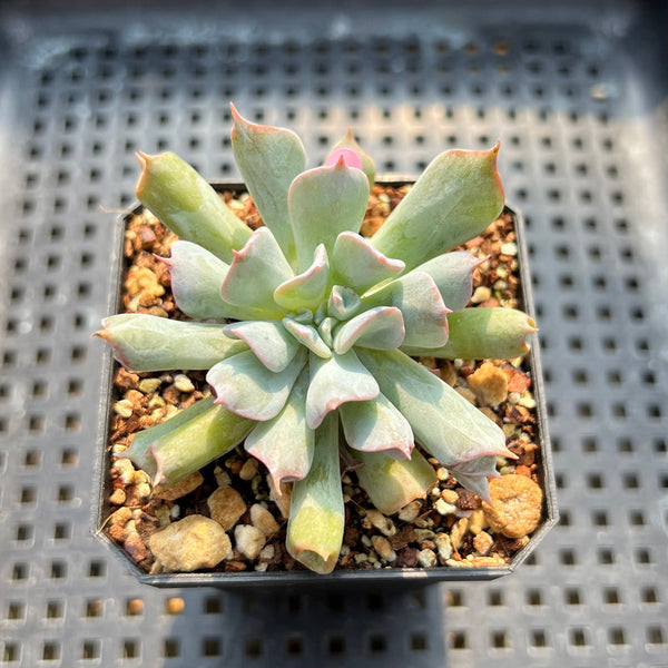 Echeveria 'Pignose' 2" Succulent Plant