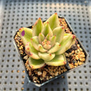 Echeveria 'Elkhorn' Variegated 2" Succulent Plant