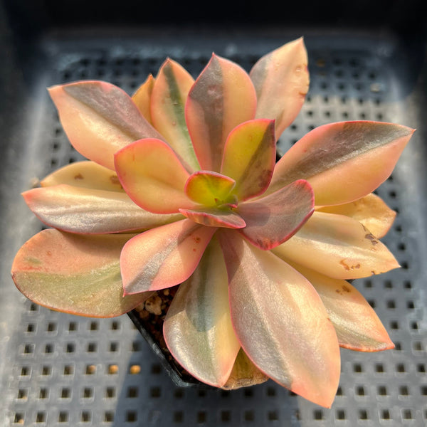 Echeveria 'Hanaikada' Variegated 3" Succulent Plant