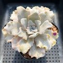 Echeveria 'Crispate Beauty' 3"-4" Succulent Plant