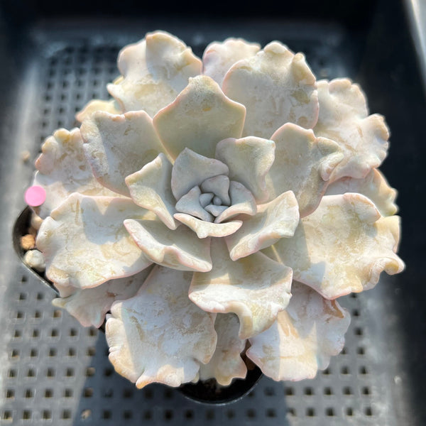 Echeveria 'Crispate Beauty' 3"-4" Succulent Plant