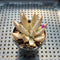 Echeveria Unguiculata 1" Succulent Plant