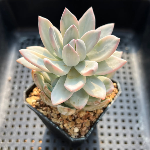 Pachyveria 'Simonoasa' Variegated 3" Succulent Plant