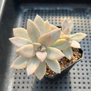 Graptopetalum 'Paraguayensis Awayuki' 2" Succulent Plant