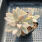 Graptopetalum 'Paraguayensis Awayuki' 2" Succulent Plant