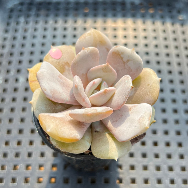 Echeveria 'Milk Purple' 2" Changhee Hybrid succulent Plant