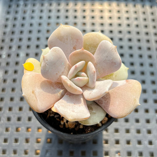 Echeveria 'Milk Purple' 2" Changhee Hybrid succulent Plant