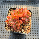 Echeveria sp. 2” Succulent Plant