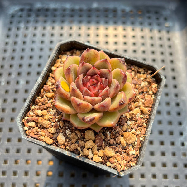 Echeveria 'Cindy' 2” Succulent Plant