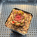 Echeveria 'Cindy' 2” Succulent Plant