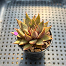 Echeveria Purpusorum 2" Succulent Plant