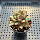 Echeveria Purpusorum 2" Succulent Plant