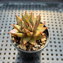 Echeveria Purpusorum 2" Succulent Plant